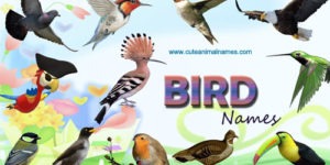 Bird Names