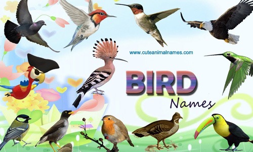 Bird Names | cute animal names