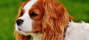 Female Dog Names that Start With the Letter C