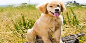 Female Dog Names that Start With the Letter H