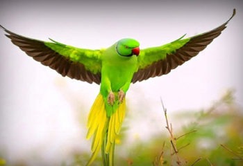 Female Parrot Names