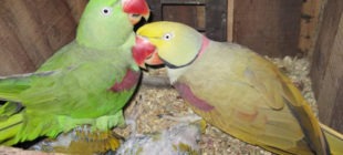 Male Parrot Names