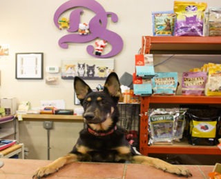 The Best 50 Pet Stores in New York