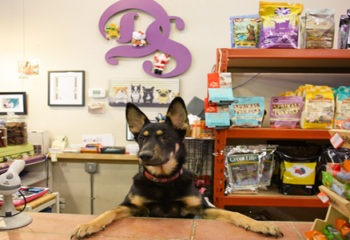 The Best 50 Pet Stores in New York