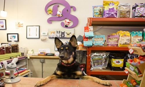 The Best 50 Pet Stores in New York cute animal names