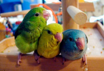 Types of Pet Birds