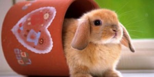 100 Most Popular Rabbit Names