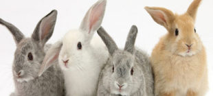 List of Rabbit Breeds