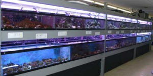 The Best 20 Aquarium Stores in New York