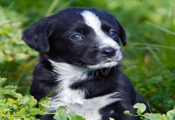 Female Dog Names that Start With the Letter O