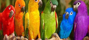The Most Beautiful and Popular Parrot Names