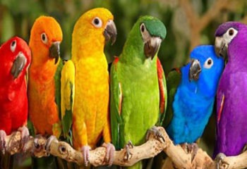 The Most Beautiful and Popular Parrot Names