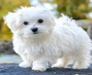 Dog Breeds That Have Little Hair | cute animal names