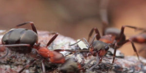 Red Forest Ants