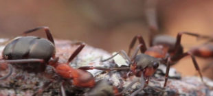 Red Forest Ants