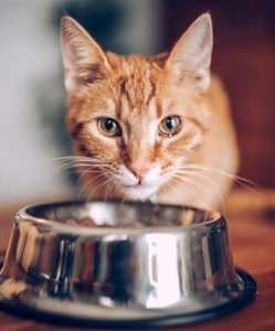 what-can-my-cat-not-eat-toxic-food-for-cats