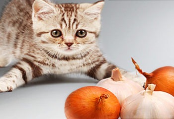 What Can My Cat Not Eat? Toxic Food For Cats