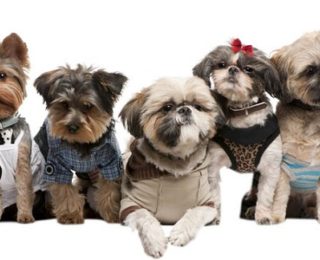 The Best Ideas of Fashion For Dog Dress
