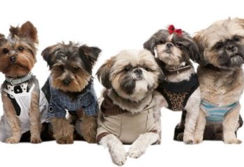 The Best Ideas of Fashion For Dog Dress