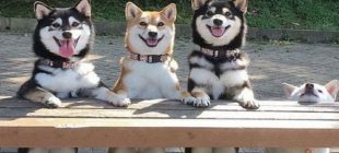 10 Funny Dogs