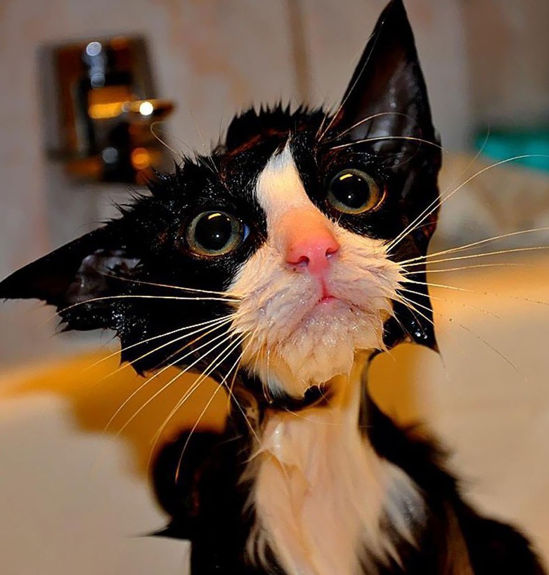 10 Wet Funny Cats | cute animal names