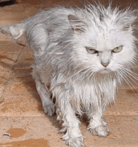 10 wet funny cats