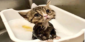 10 Wet Funny Cats