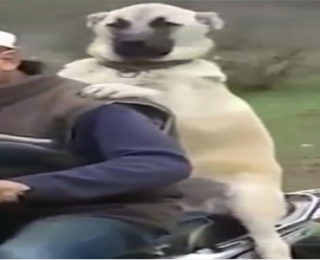 Motorcycle Buff Dog