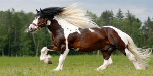 What Are The Most Beautiful Horse Breeds İn The World?