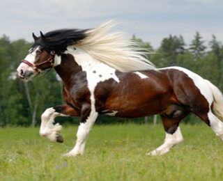 What Are The Most Beautiful Horse Breeds İn The World?
