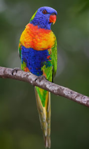 about-the-worlds-exotic-birds