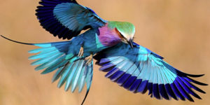 About the World’s Exotic Birds