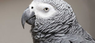 All About African Grey Parrot