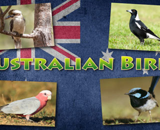 Australian Birds In Brief | cute animal names
