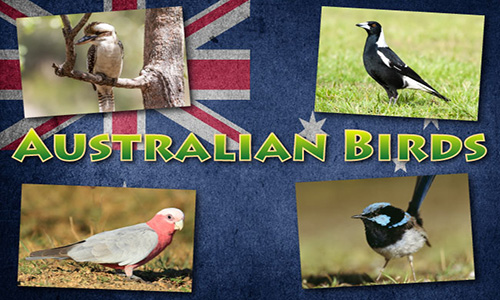 Australian Birds In Brief
