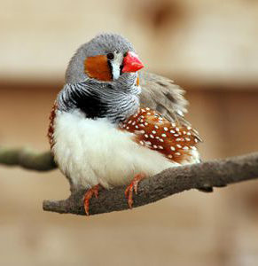 beautiful-color-of-zebra-finches
