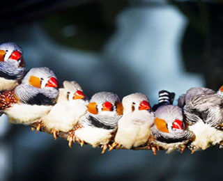 Beautiful Color of Zebra Finches