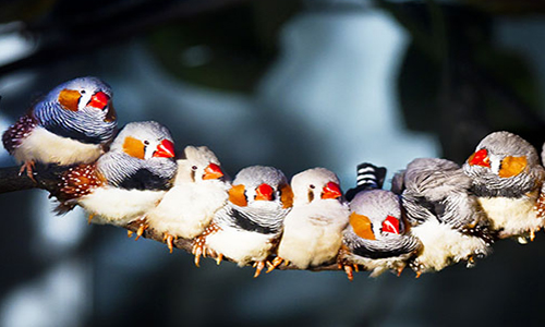 Beautiful Color of Zebra Finches