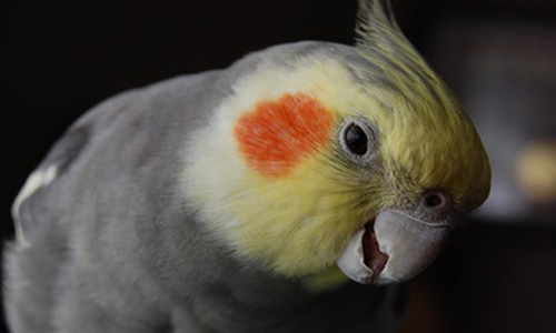 Bring and Teaching Your Cockatiel