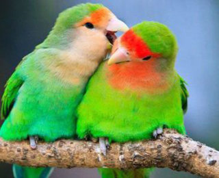 Caring For Lovebirds