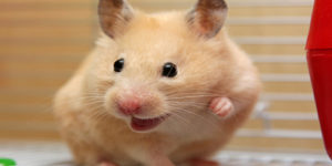 The Life Expectancy of Hamsters