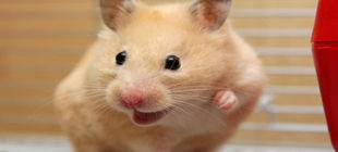 The Life Expectancy of Hamsters