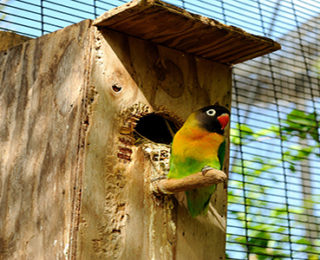 How To Build a Lovebirds House