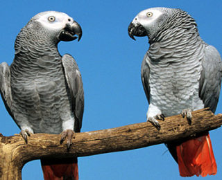 How to Train Talking Parrots