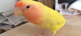 How To Treat Lovebird Molting
