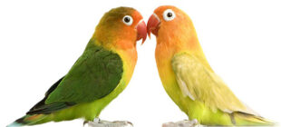 Information You Should Know about Lovebirds Breeding