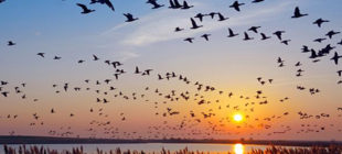 Know More about Migrating Birds