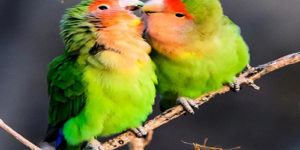Learn How To Breed Lovebirds