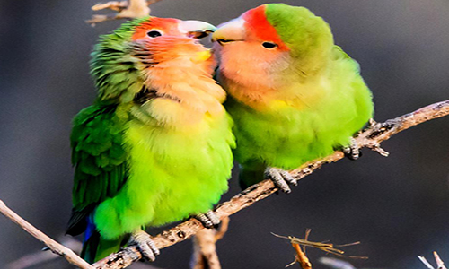 Learn How To Breed Lovebirds