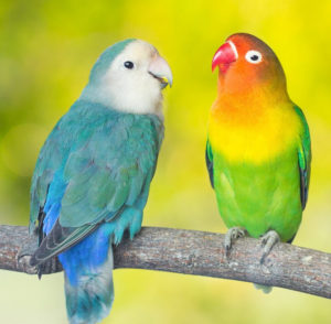 learn-how-to-breed-lovebirds